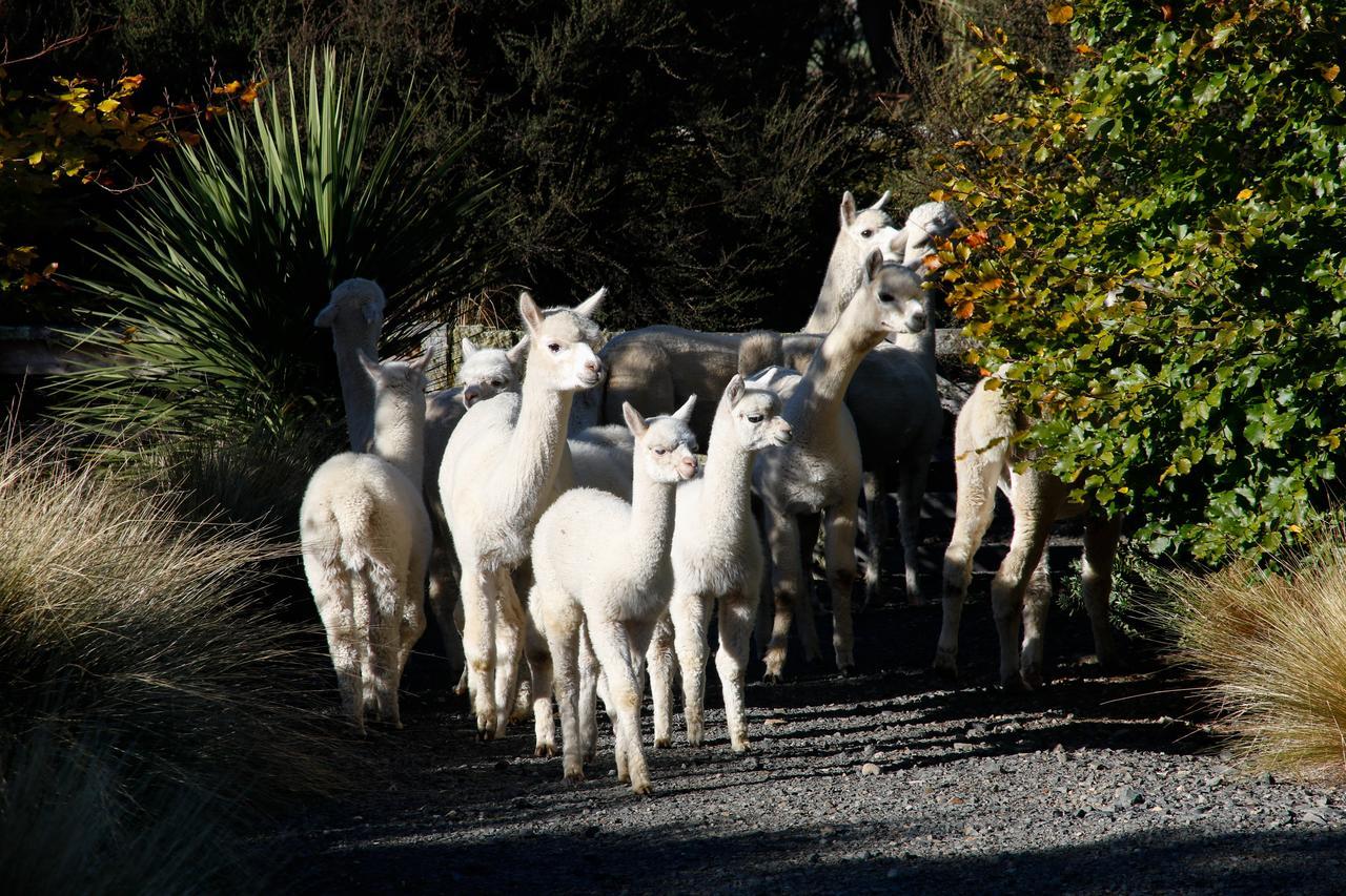 Alpaca Farmstay Dunedin Ngoại thất bức ảnh