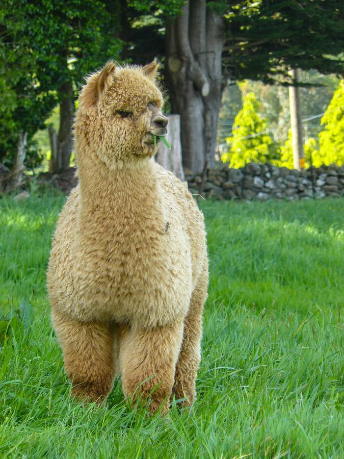 Alpaca Farmstay Dunedin Ngoại thất bức ảnh