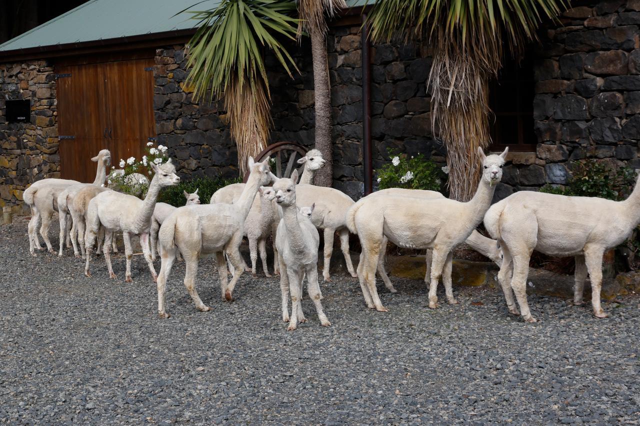 Alpaca Farmstay Dunedin Ngoại thất bức ảnh